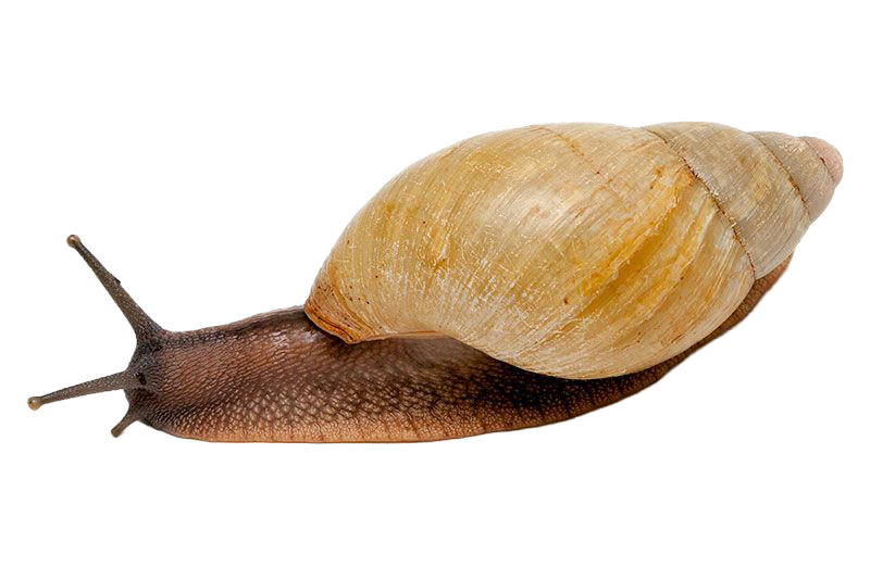 snail